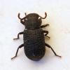Bolitophagus reticulatus